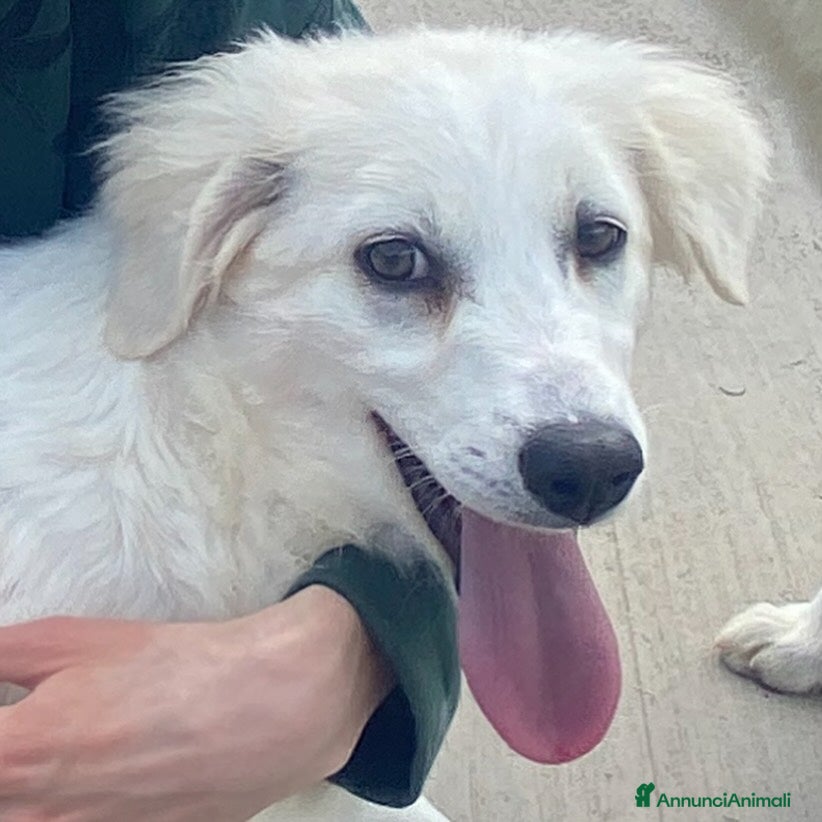 Meticcio cani SHIRI 6 mesi - bellissima cucciolotta cerca casa a Provincia di Latina - Annuncio 23