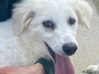 Meticcio cani SHIRI 6 mesi - bellissima cucciolotta cerca casa a Provincia di Latina - Annuncio 31