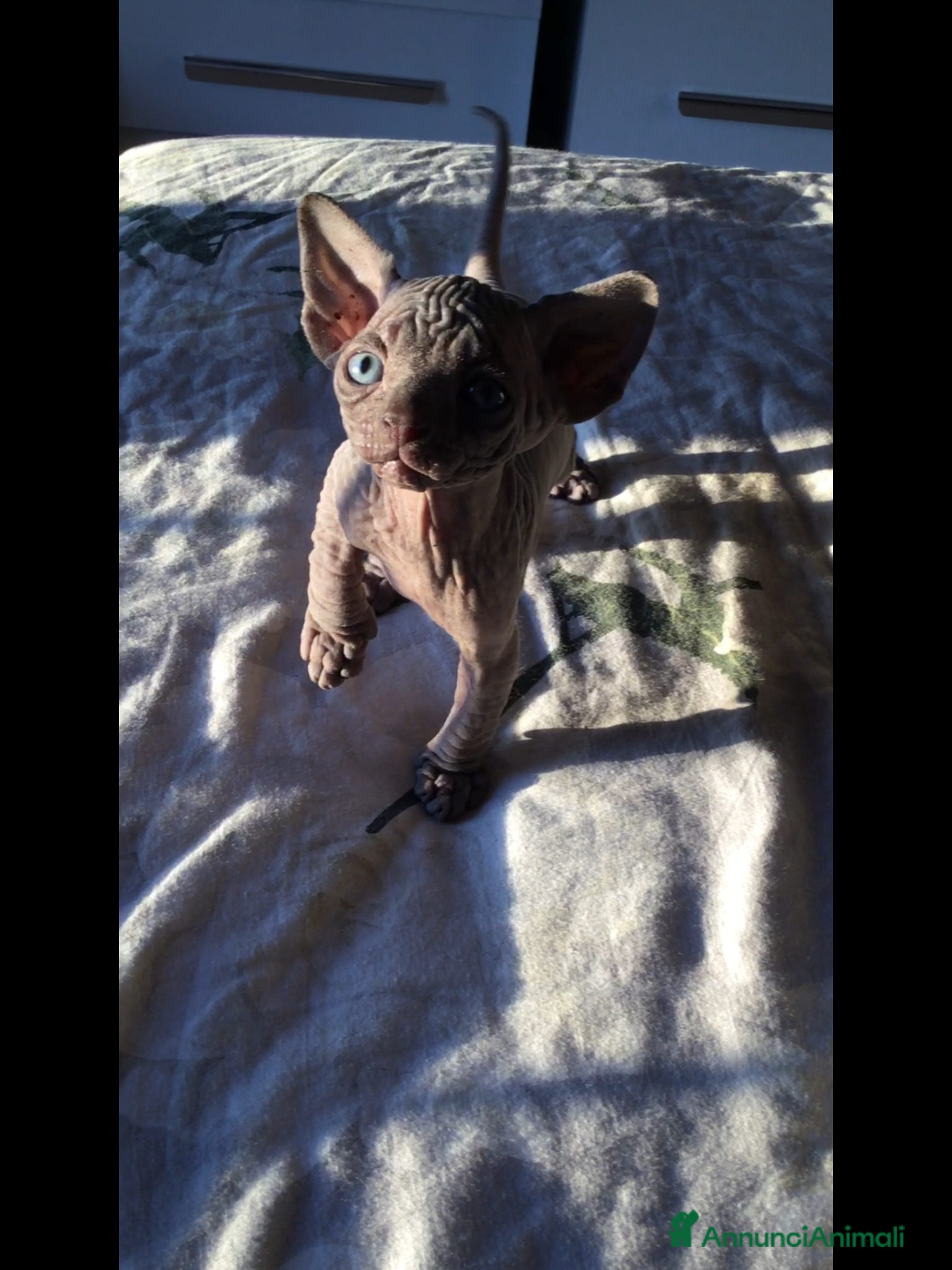 Sphynx gatti Cuccioli di sphynx con pedigree  - Annuncio 3