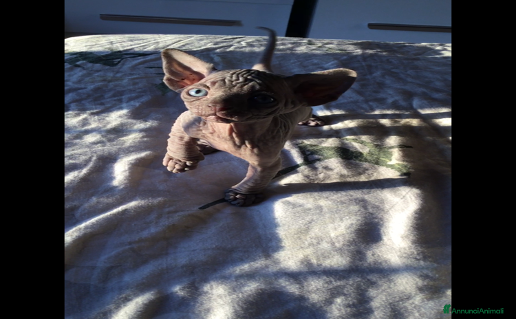 Sphynx gatti - Annuncio 13