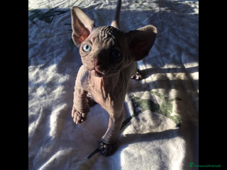 Sphynx gatti Cuccioli di sphynx con pedigree - Annuncio 26