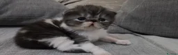 Persiano gatti in vendita: Vendita persiani - Annuncio 3