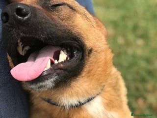 Pastore Tedesco cani VAGO, pastorello giovanissimo a Provincia di Latina - Annuncio 7