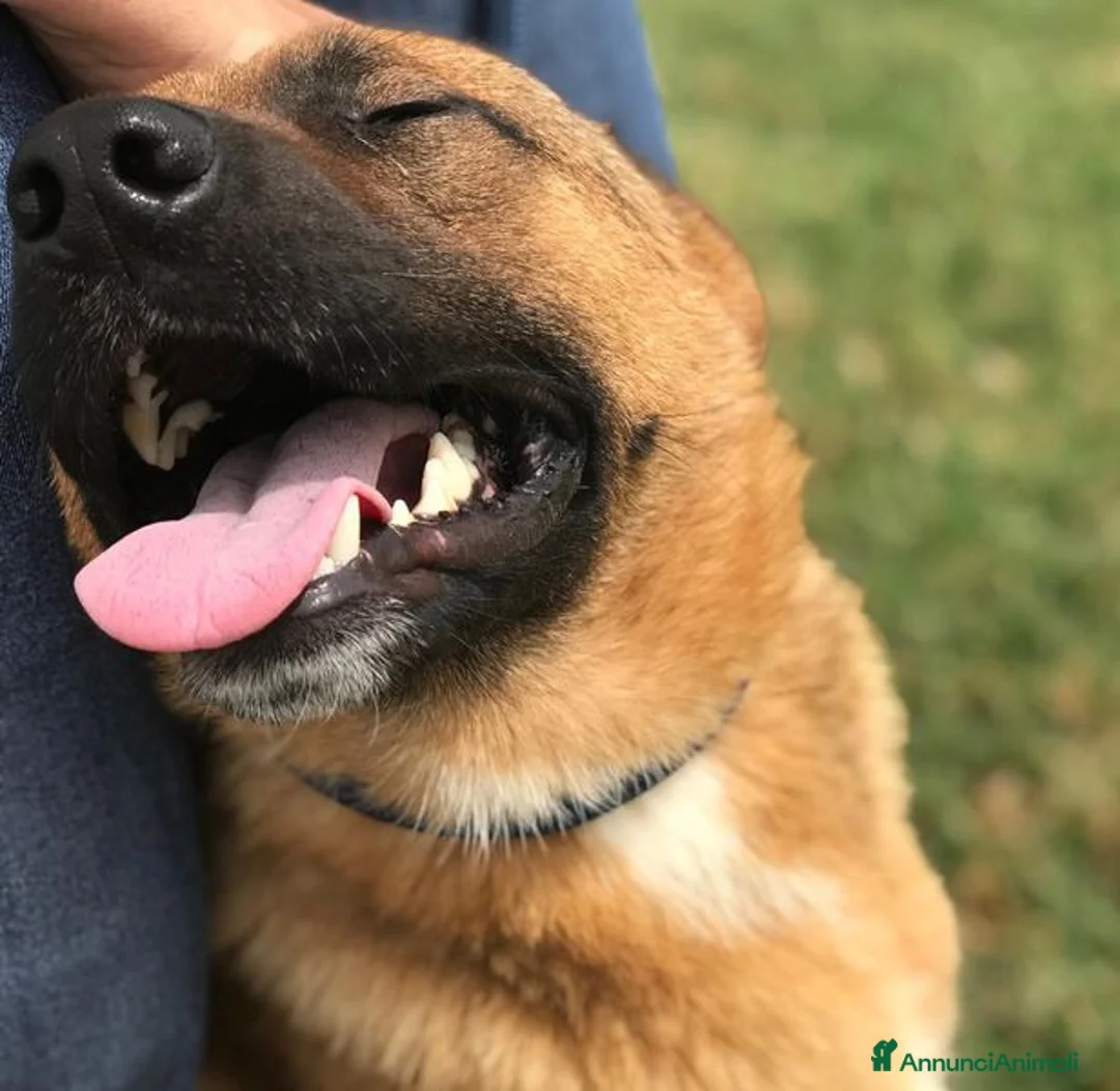 Pastore Tedesco cani in regalo: VAGO, pastorello giovanissimo a Provincia di Latina - Annuncio 1