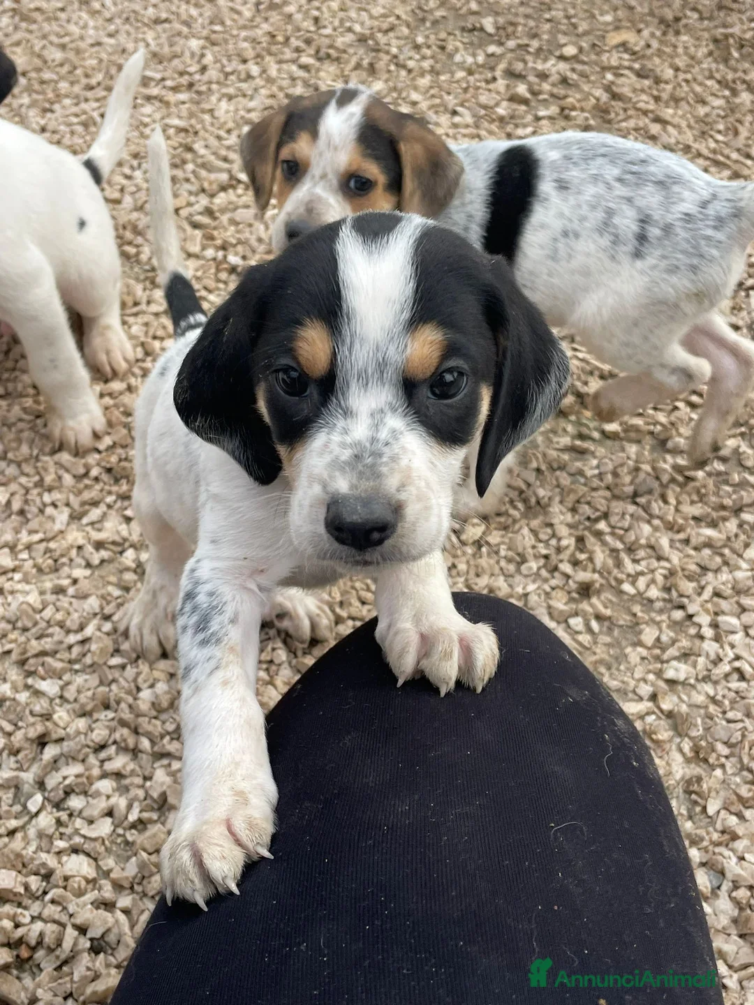 Meticcio cani in regalo: COSMO E APOLLO - Annuncio 2