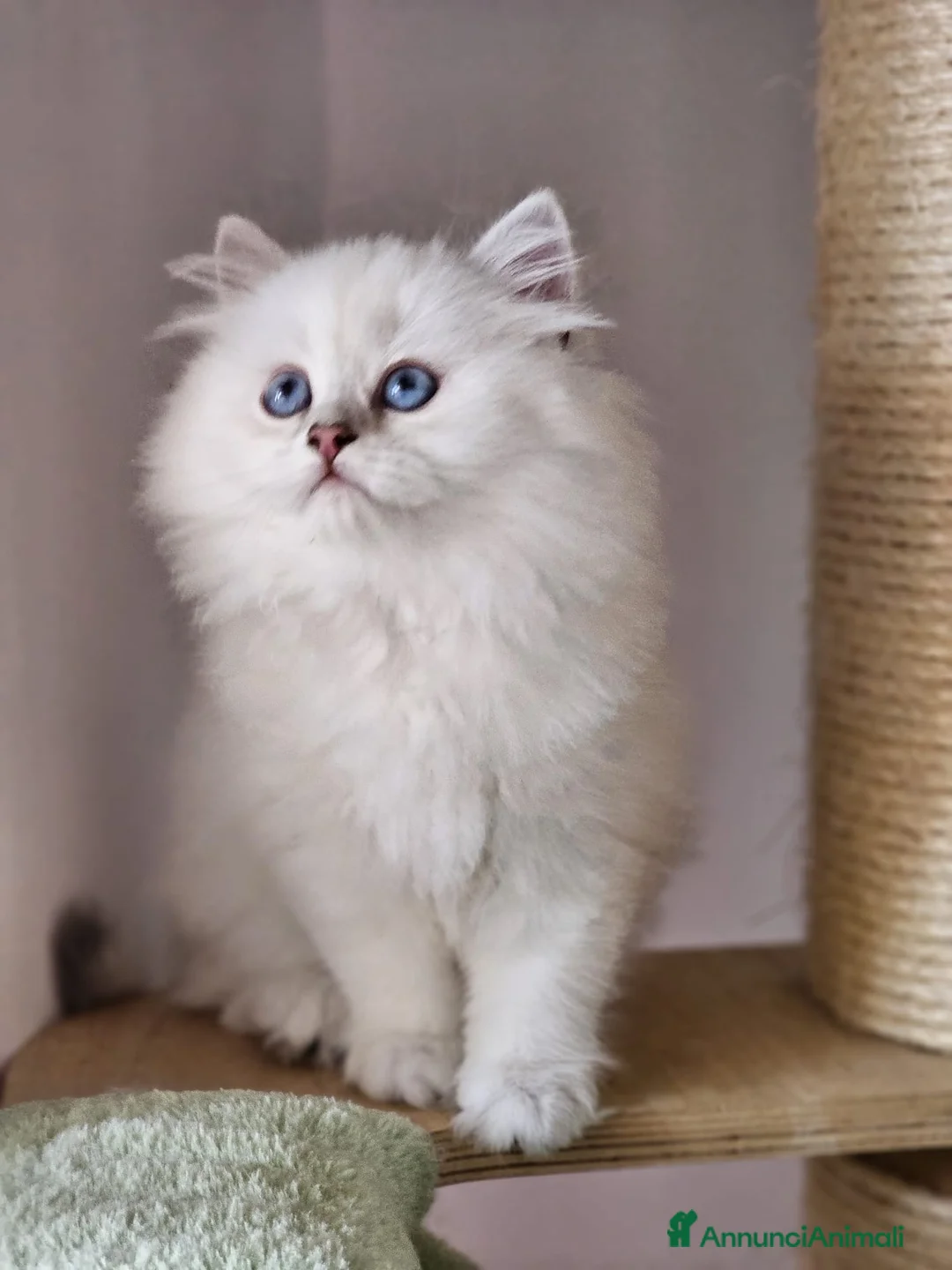 British gatti in vendita: British longhair certificati afef - Annuncio 2
