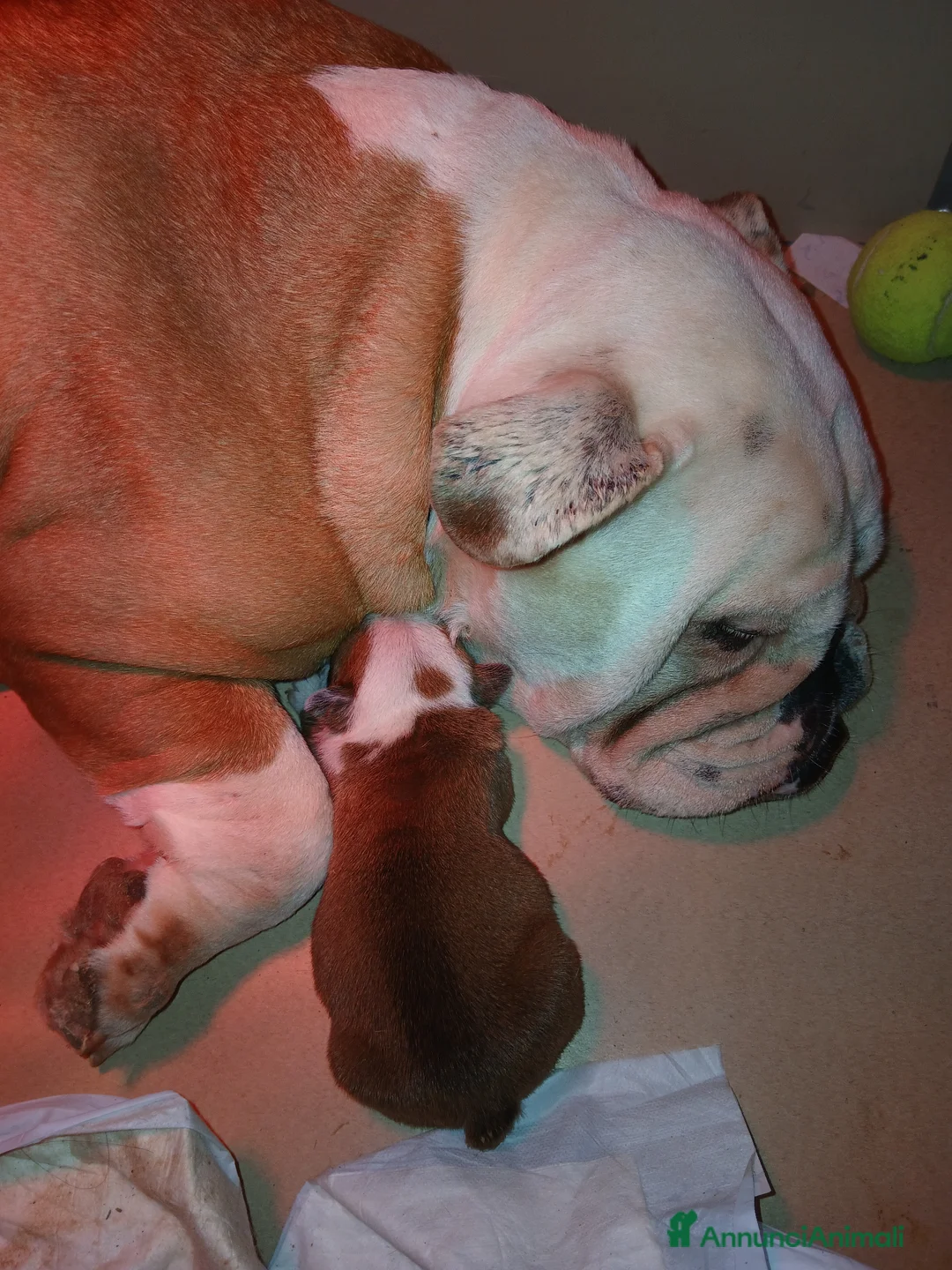 Bulldog cani in vendita: Nuovi cuccioli Menola's Bulls  - Annuncio 1