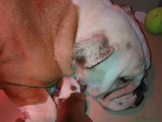 Bulldog cani Nuovi cuccioli Menola's Bulls - Annuncio 1