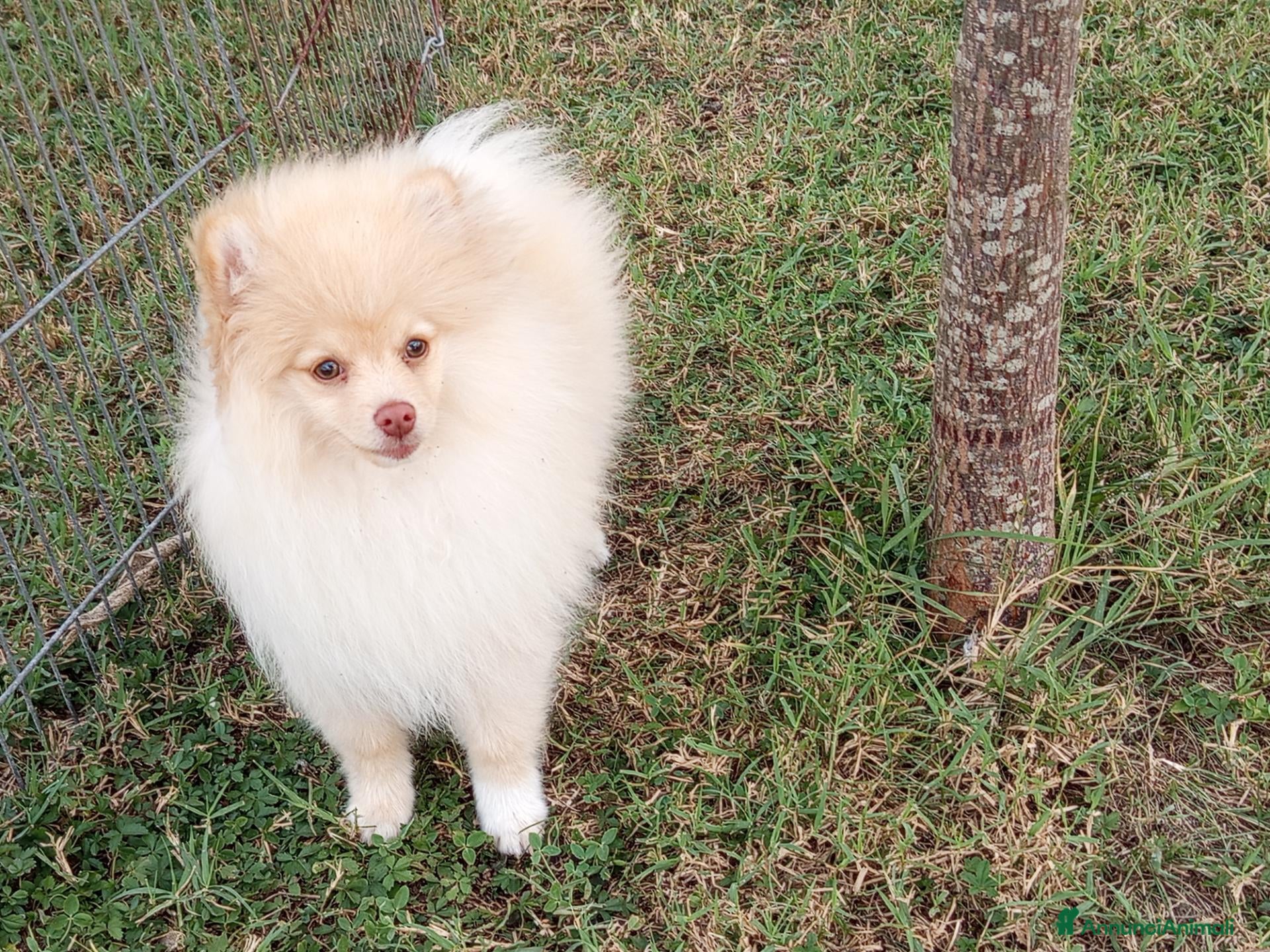 Spitz cani Cucciolo di Spitz tedesco  - Annuncio 7