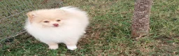 Spitz cani in vendita: Cucciolo di Spitz tedesco  - Annuncio 1