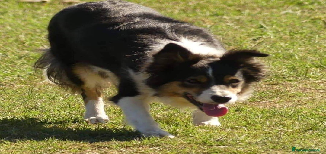 Immagine della galleria {{count}}