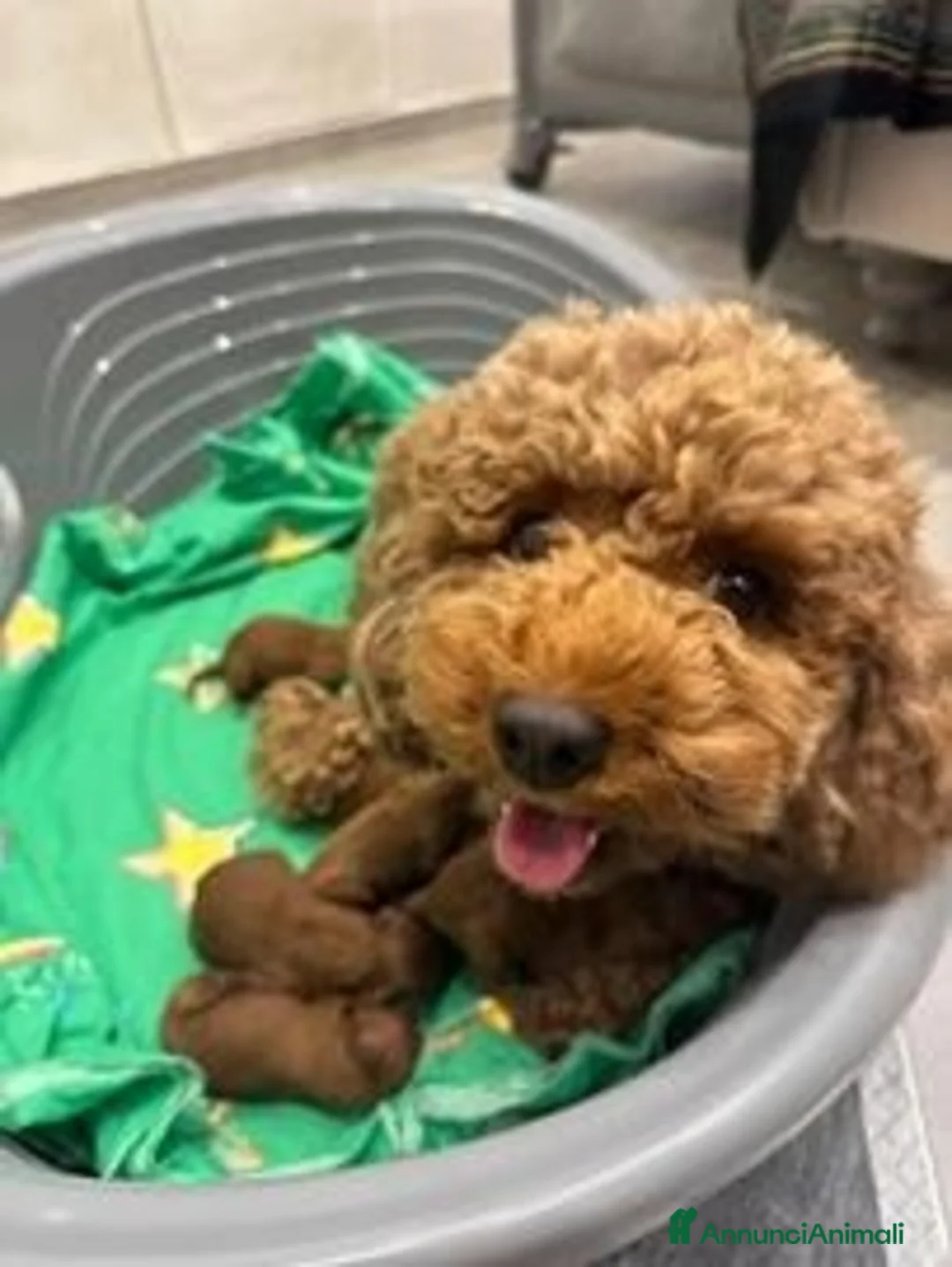 Barboncino cani in vendita: Cuccioli Barboncino - Annuncio 4