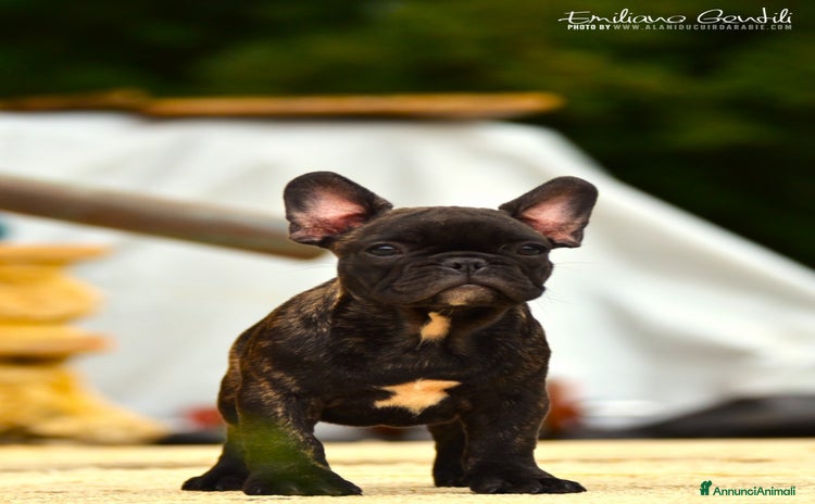 Bulldog Francese cani a Provincia di Rieti - Annuncio 3