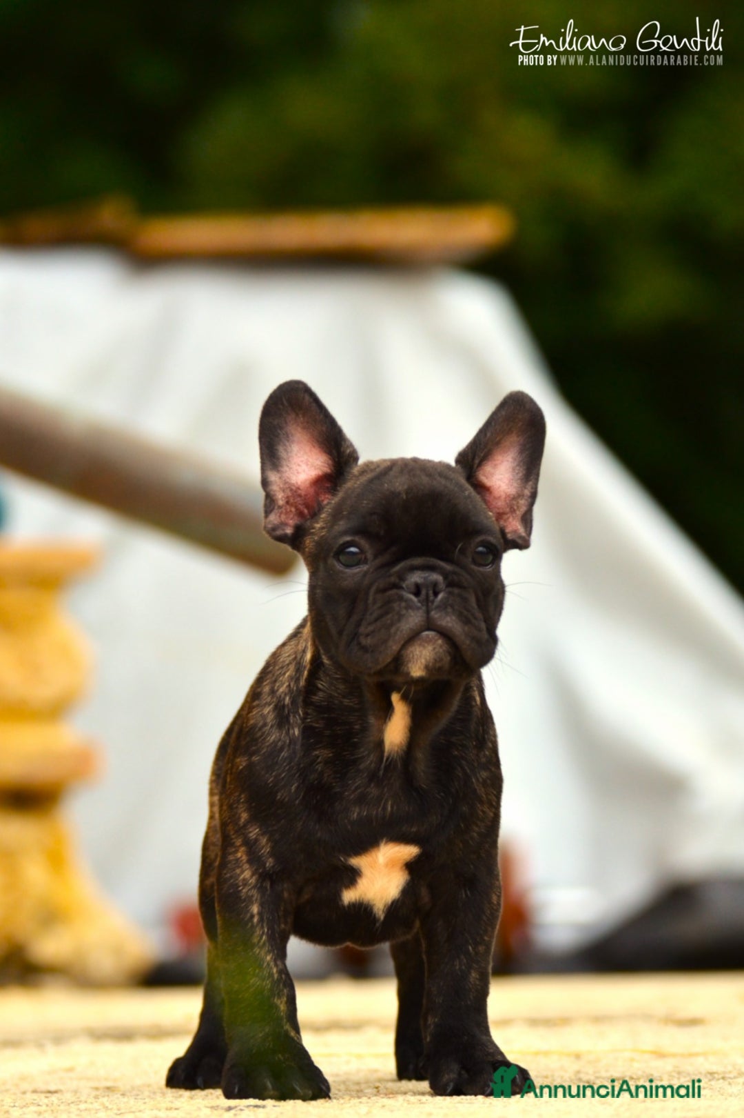 Bulldog Francese cani in vendita: Cucciolo maschio di bouledogue francese bringee  a Provincia di Rieti - Immagine 1