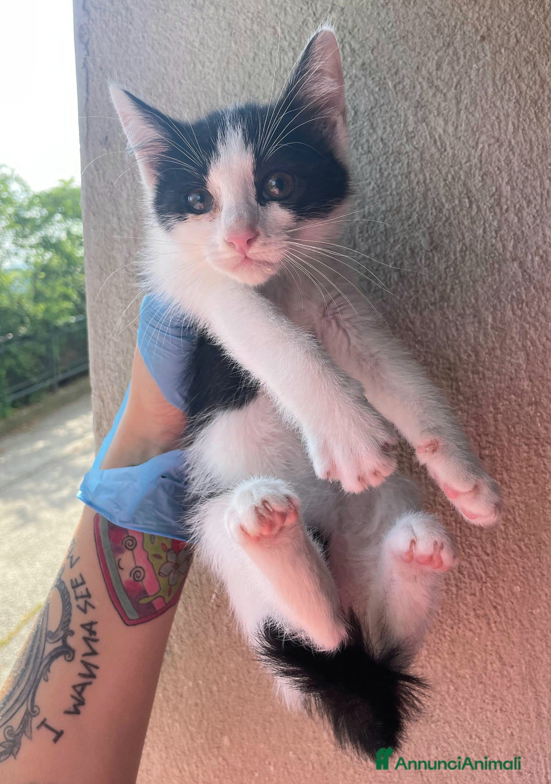Meticcio gatti in regalo: Jasper gattino di 2 mesi a Provincia di Teramo - Immagine 6