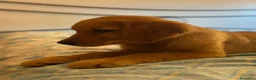 Golden Retriever cani in vendita: Golden Retriever 100% linea americana  - Annuncio 4