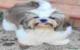 Shih Tzu cani in vendita: Shih-tzu cuccioli  - Immagine 5