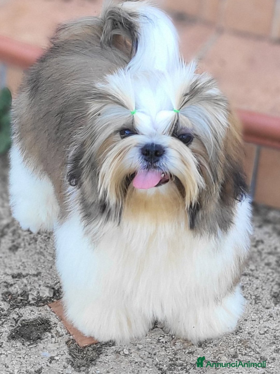 Shih Tzu cani in vendita: Shih-tzu cuccioli  - Immagine 5