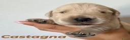 Golden Retriever cani in vendita: Cuccioli Golden Retriever a Provincia di Savona - Annuncio 8
