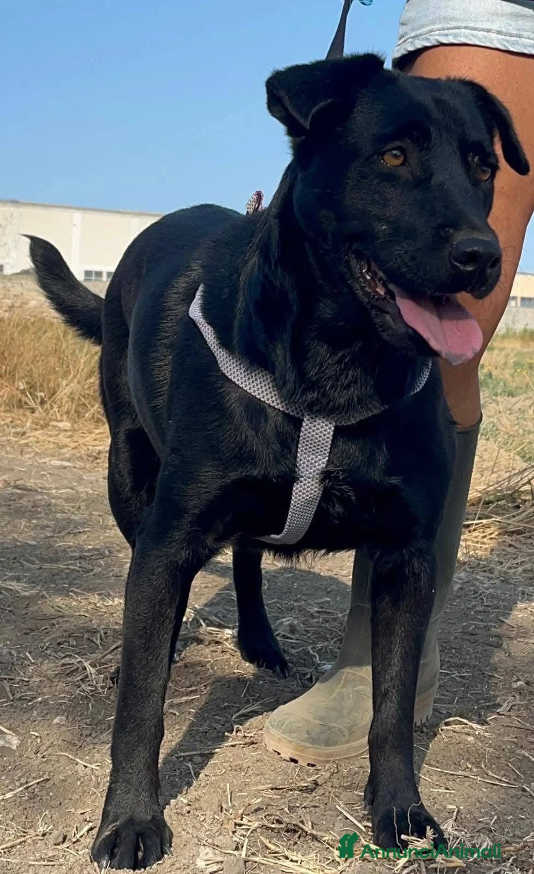 Labrador cani in regalo: Diana - Annuncio 6