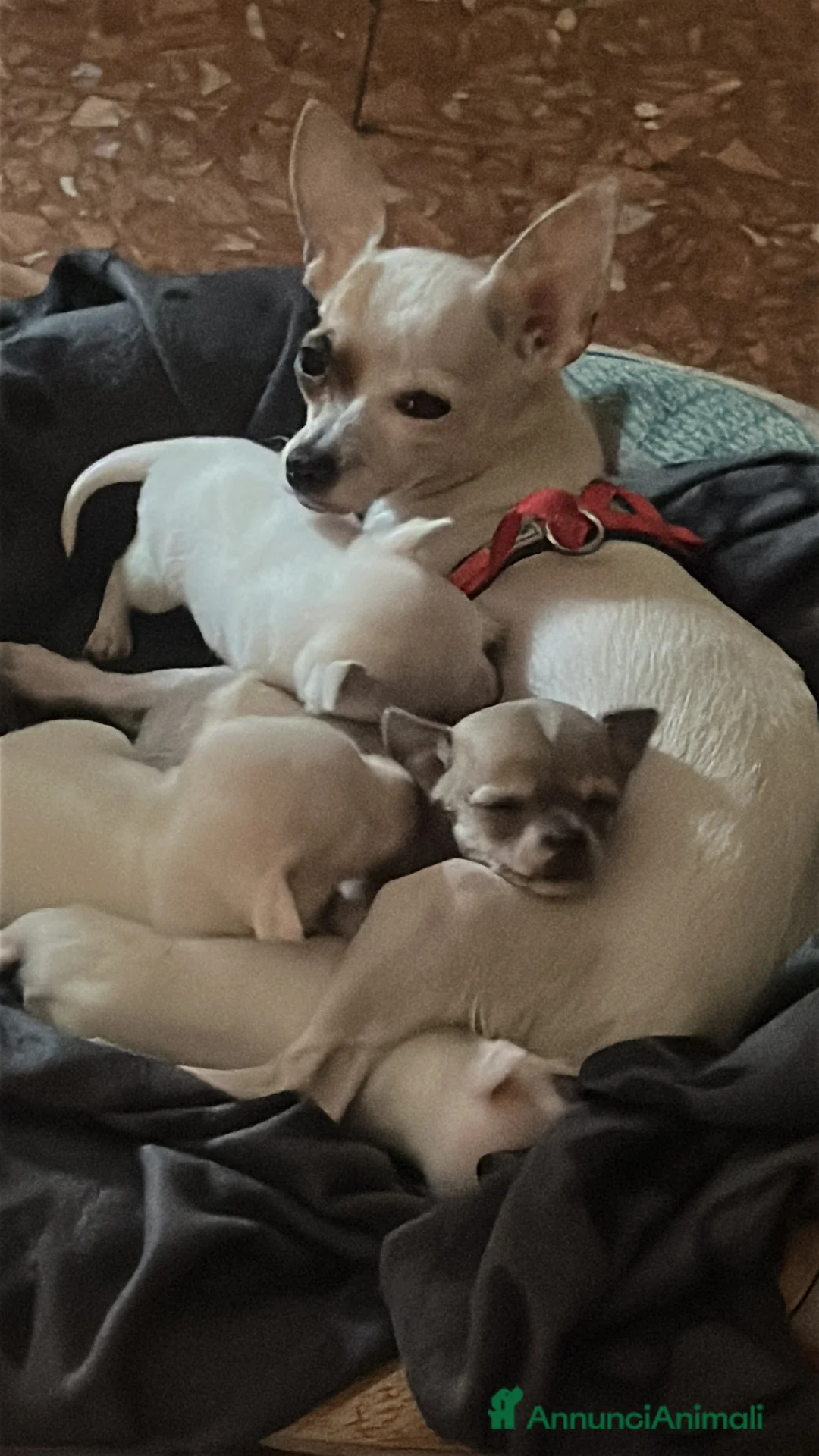 Chihuahua cani in vendita: Cucciolo chihuahua femmina  - Annuncio 2