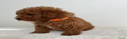 Barboncino Toy cani in vendita: Adorabili cuccioli maschi di Barboncino Toy - Annuncio 4