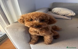 Barboncino Toy cani per accoppiamento: Disponibile per monta  - Annuncio 3