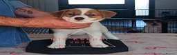 Jack Russell cani in vendita: Cucciolata Jack Russelle Terrier con Pedigree - Annuncio 7