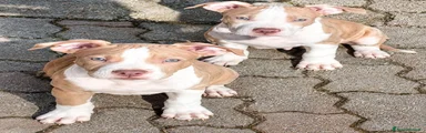 Pallino