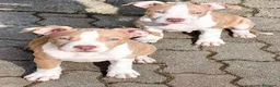 Pitbull cani in vendita: CUCCIOLATA AMERICAN PIT BULL TERRIER  ADBA - Annuncio 3