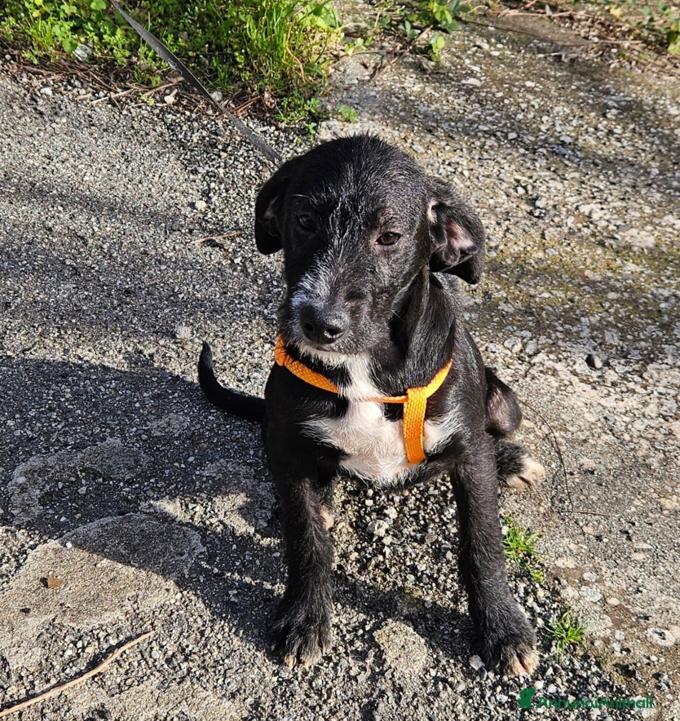 Meticcio cani LUNA ASPETTA UNA MAMMA  - Annuncio 2
