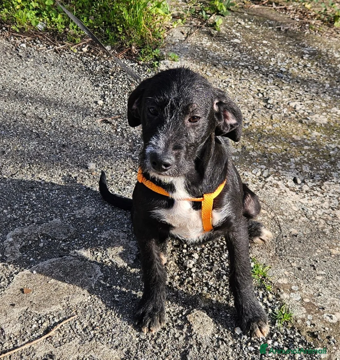 Meticcio cani in regalo: LUNA ASPETTA UNA MAMMA  - Annuncio 2