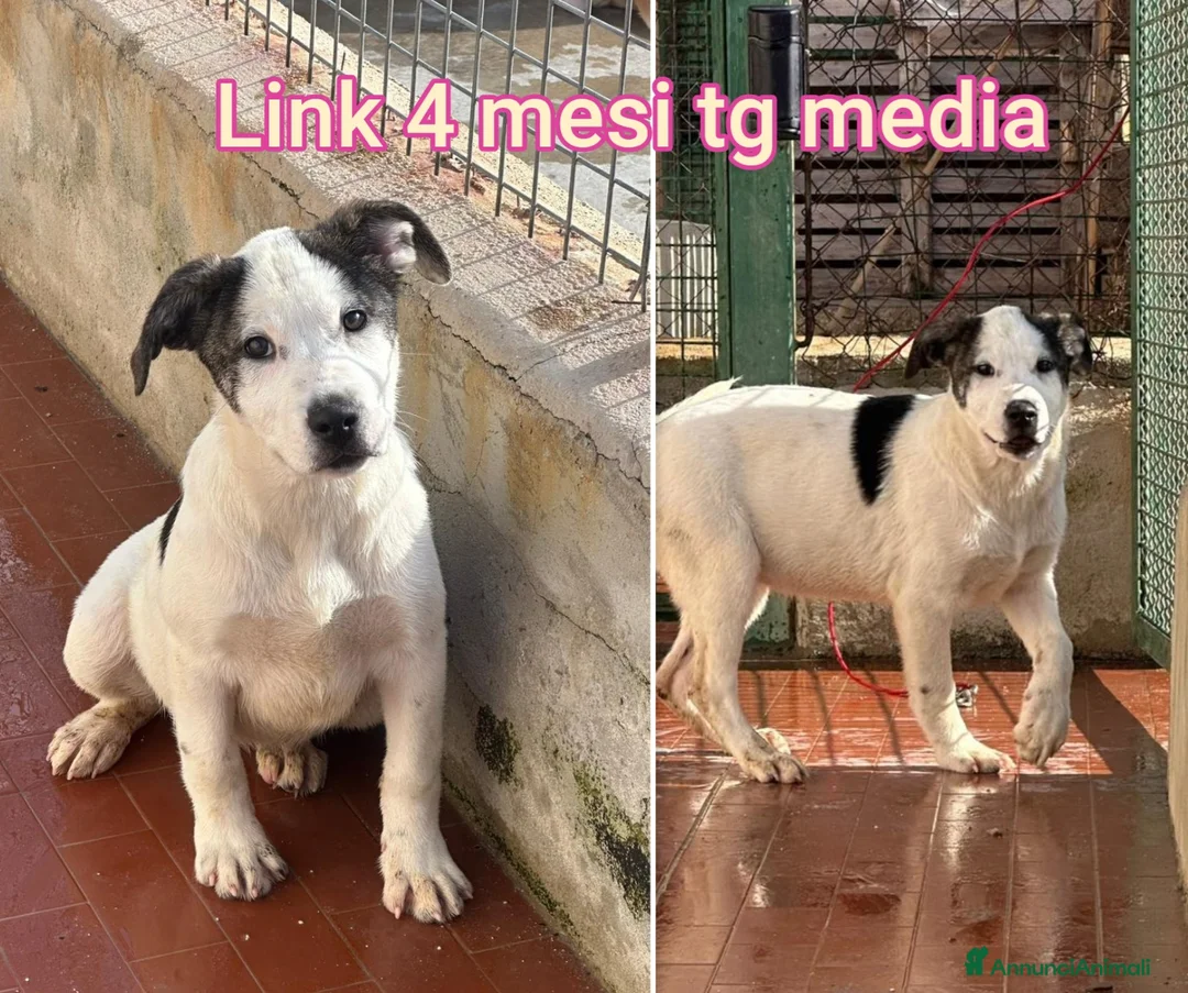 Meticcio cani in regalo: Troppi cuccioli rinchiusi  - Annuncio 12