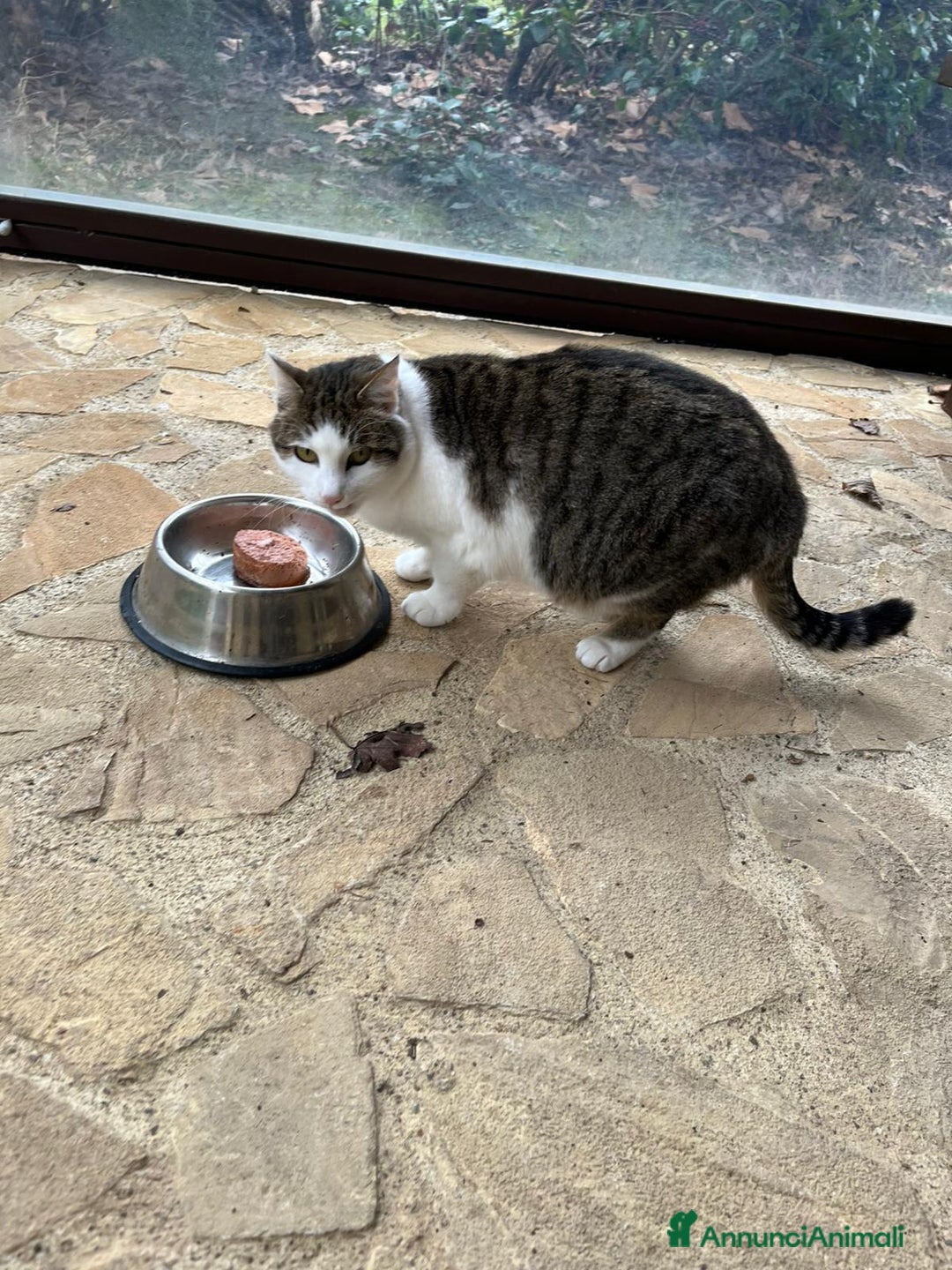 Europeo gatti in regalo: Due Gatti Adulti Buoni - Annuncio 4