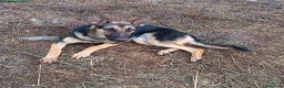 Meticcio cani in regalo: Cucciolotta di pastore cerca adozione - Annuncio 5