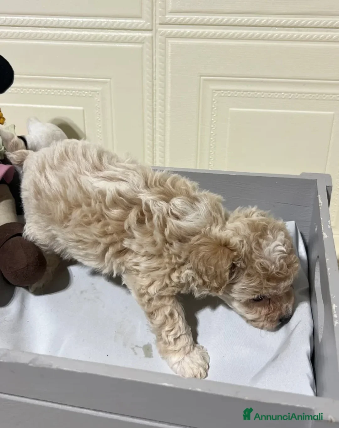 Maltipoo cani in vendita: 🩷3 splendidi cuccioli di Maltipoo🩷 - Annuncio 10