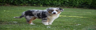 Australian Shepherd 4