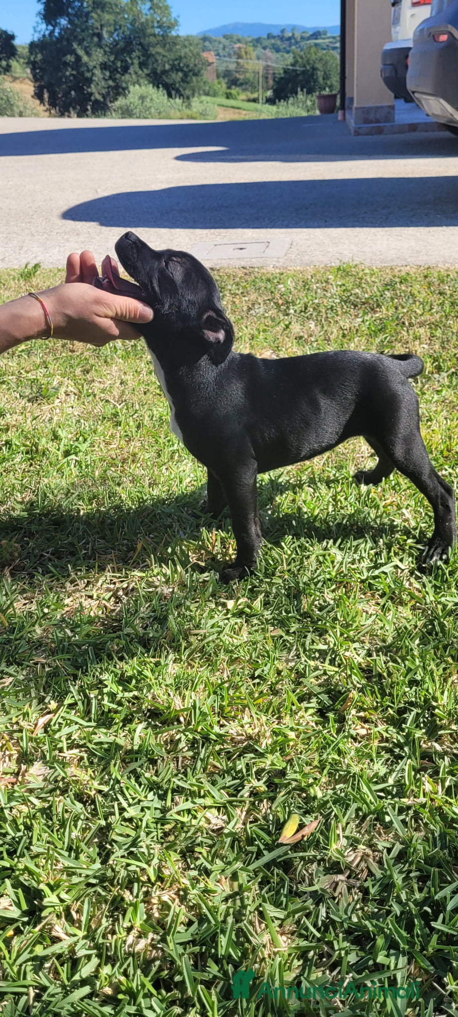 Staffordshire cani Staffordshire bull terrier  - Annuncio 3