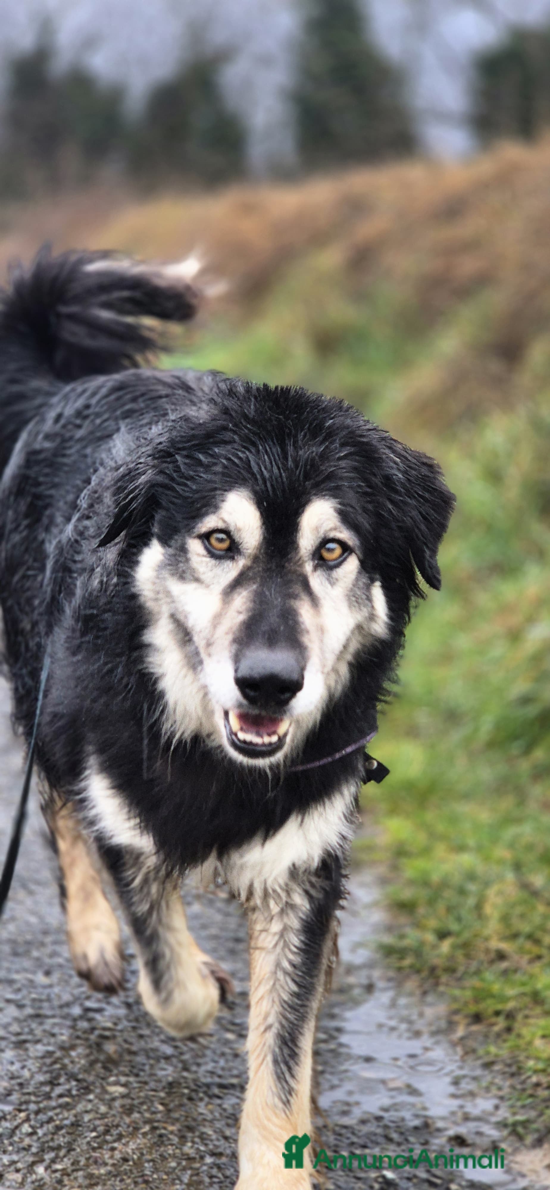 Meticcio cani Leone cerca casa - Annuncio 6