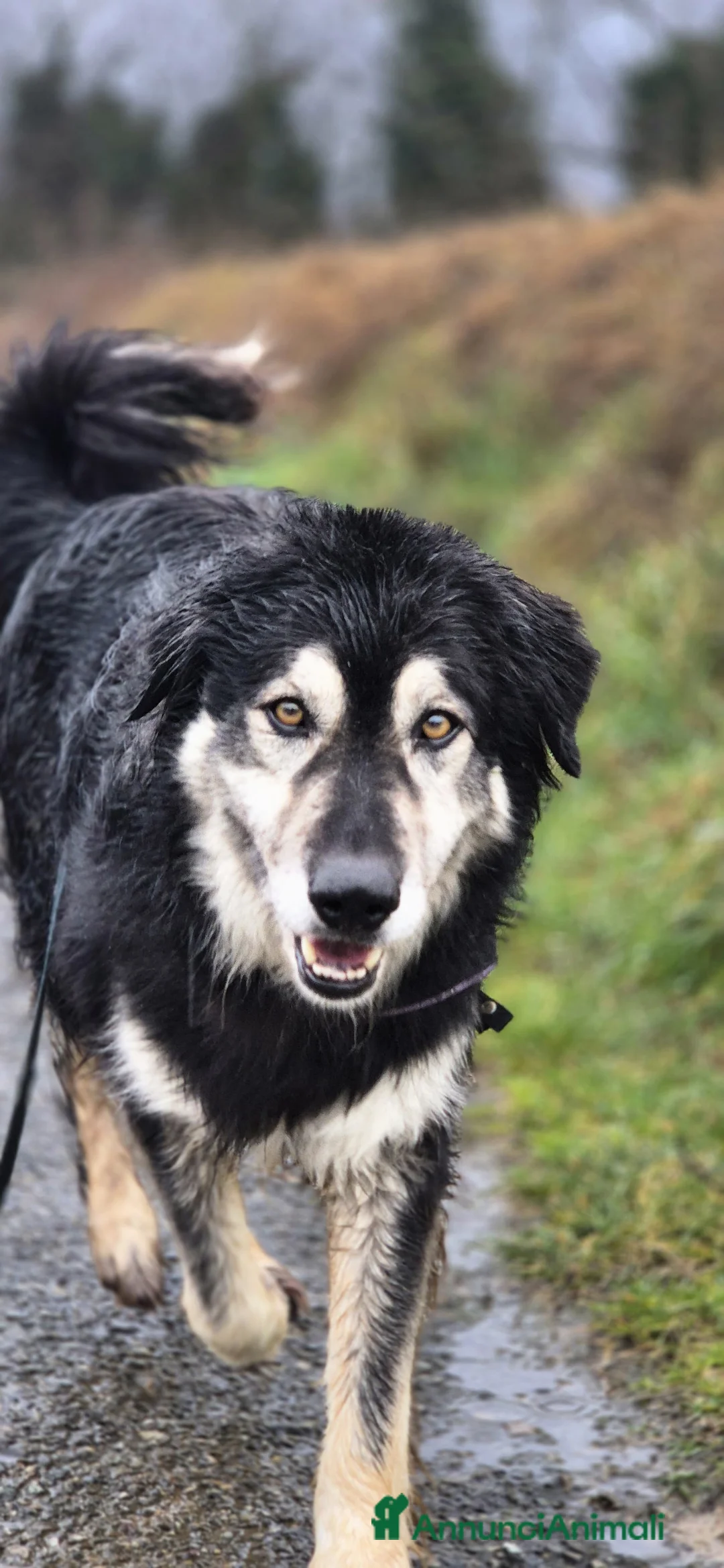 Meticcio cani in regalo: Leone cerca casa - Annuncio 1