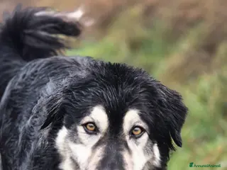 Meticcio cani Leone cerca casa - Annuncio 6