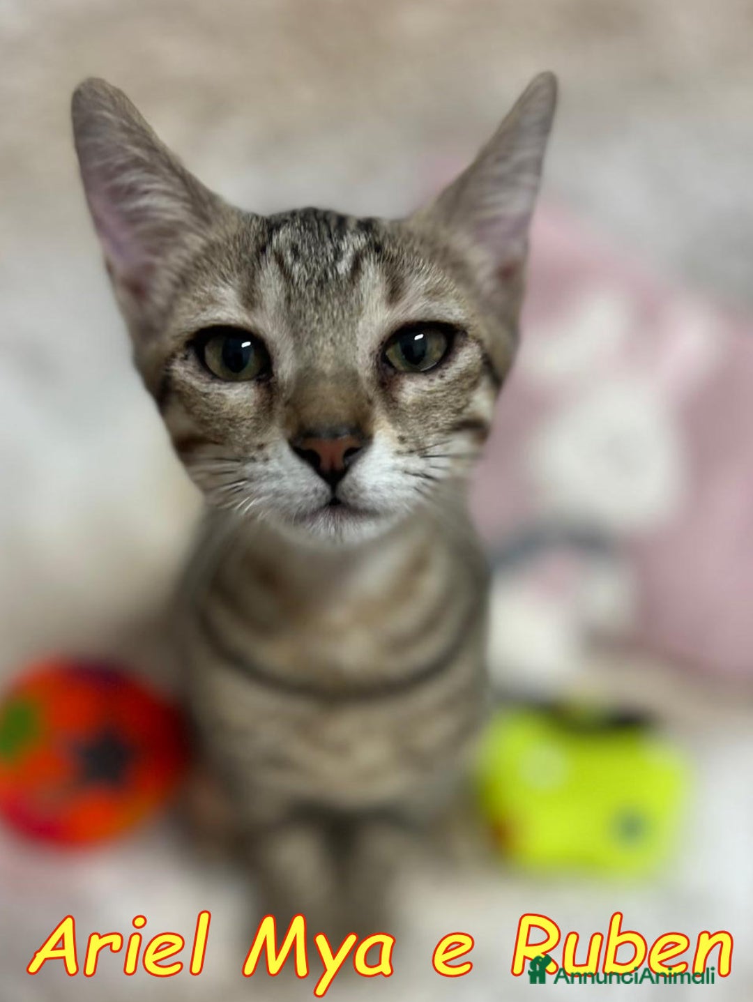 Europeo gatti in regalo: TRE GATTINI DOLCISSIMI CERCANO CASA - Annuncio 9