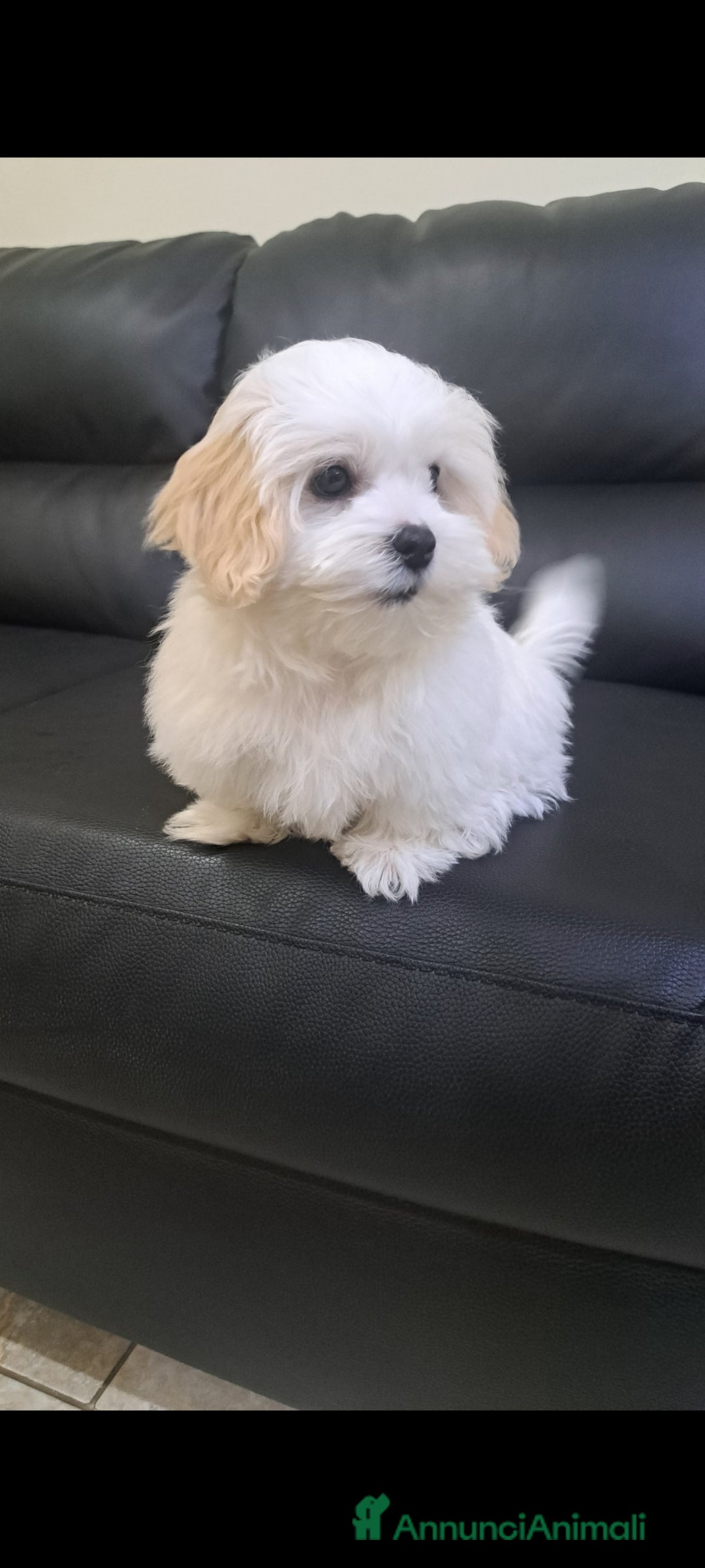 Bichon cani Maschietto Bichon Roma Ciampino  - Annuncio 1