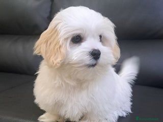 Bichon cani Maschietto Bichon Roma Ciampino - Annuncio 1