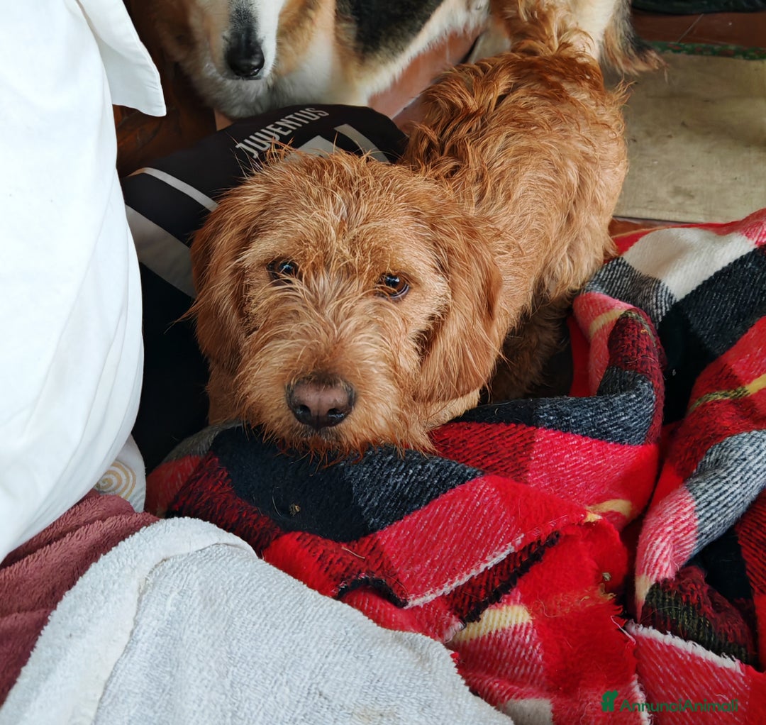 Basset Fauve De Bretagne cani per accoppiamento: Bassett fauve de bretagne per accoppiamento - Annuncio 6