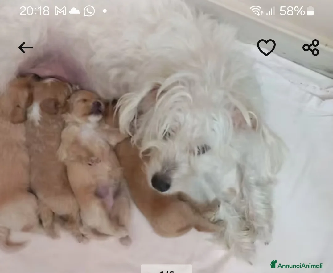 Maltipoo cani in vendita: Cuccioli di colore misti tra marrone e bianco - Annuncio 2
