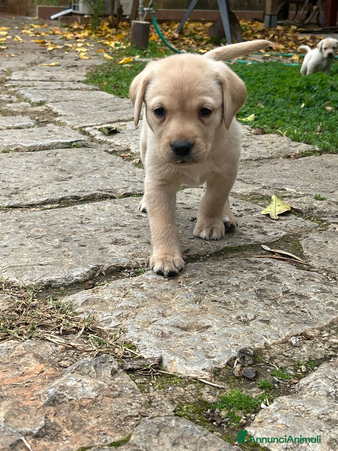 Labrador cani in vendita: Cucciola di labrador - Annuncio 6