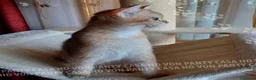 Scottish gatti in vendita: Cuccioli Scottish Straight - Annuncio 3