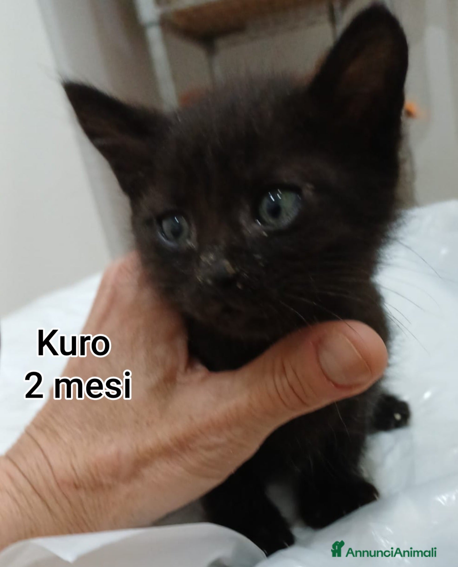 Altre razze gatti GATTINI SOLI ED ESCLUSI  - Annuncio 1