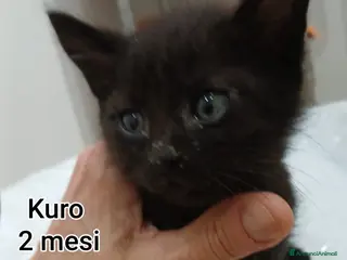 Altre razze gatti GATTINI SOLI ED ESCLUSI - Annuncio 1